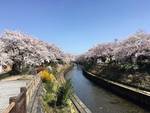 桜、満開です🌸🌸🌸　富山市の寝装寝具ふとん屋さん老舗　明治４１年創業安心と信頼の寝具