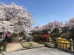 桜、満開です🌸🌸🌸　富山市の寝装寝具ふとん屋さん老舗　明治４１年創業安心と信頼の寝具